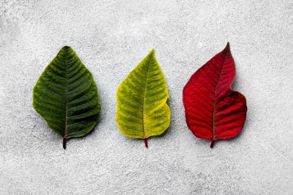 İklim Adaptasyonu Nedir?